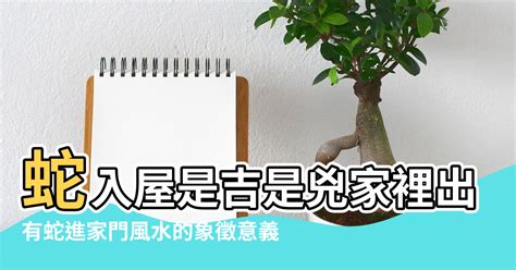 有蛇入屋 風水|【黑蛇進屋子代表什麼意思】驚！家中黑蛇出沒，預示着什麼吉兆。